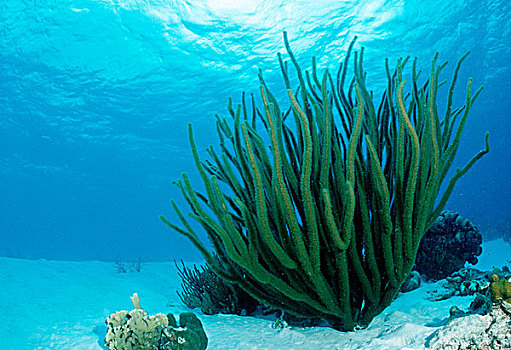 珊瑚,沙,地面,多巴哥岛,加勒比海