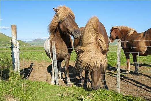 马,冰岛