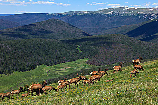 美国,科罗拉多,落基山国家公园,牧群,麋鹿,山区