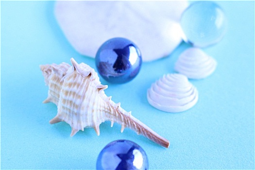 海螺壳,淡蓝色,背景