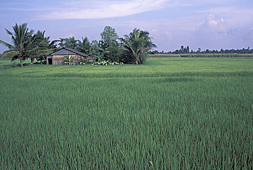 亚洲,越南,湄公河三角洲,稻田,棕榈树,农舍