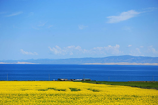 青海湖岸油菜花