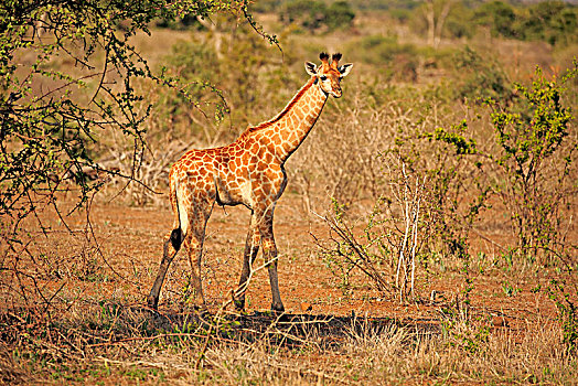 南非,长颈鹿,小动物,克鲁格国家公园,非洲