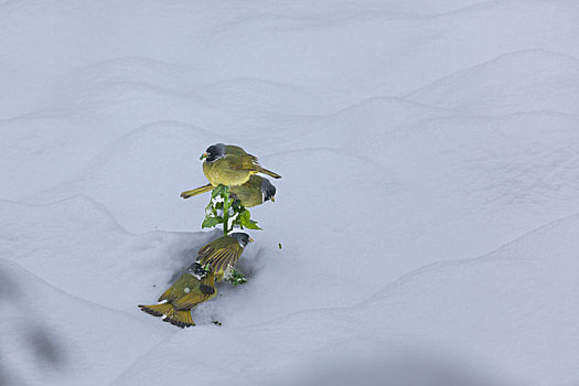 绿鹦嘴鹎雪地觅食栖息