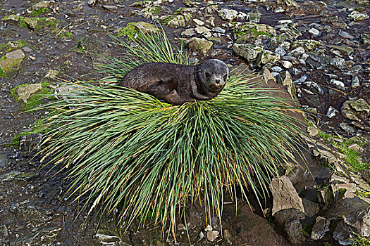南极软毛海豹,毛海狮,幼仔,休息,草丛,草,普里昂岛,南乔治亚