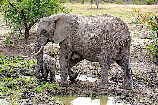 非洲象,大象,母牛,小动物,泥,洞,沙子,禁猎区,克鲁格国家公园,南非,非洲