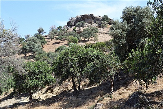 橄榄树,山,希腊