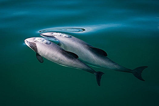两个,海豚,水面,新西兰