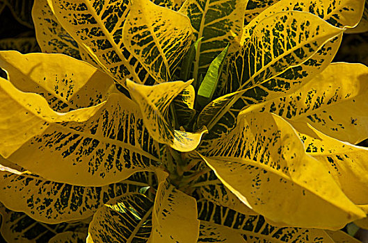 多米尼加共和国,蓬塔卡纳,黄色,多彩,热带植物