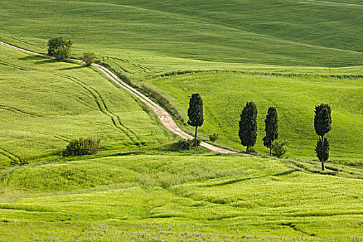 意大利,托斯卡纳,乡间小路,弯曲,茂密,绿色,地点