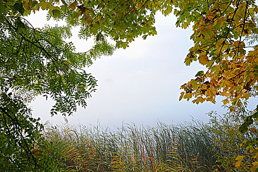 树,湖,黑森州,德国