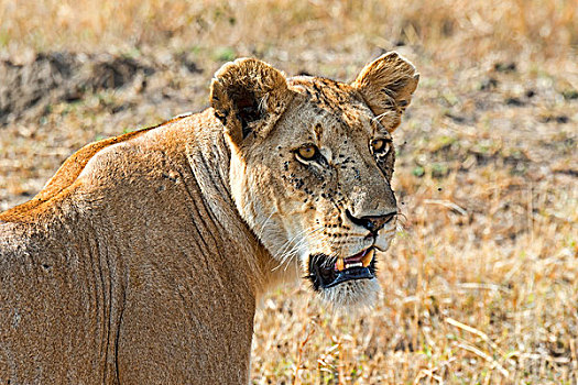 狮子,雌狮,成年,女性,马赛马拉国家保护区,肯尼亚,非洲