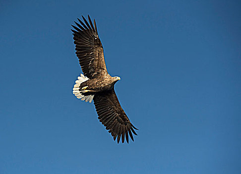白尾鹰,罗弗敦群岛,挪威,欧洲