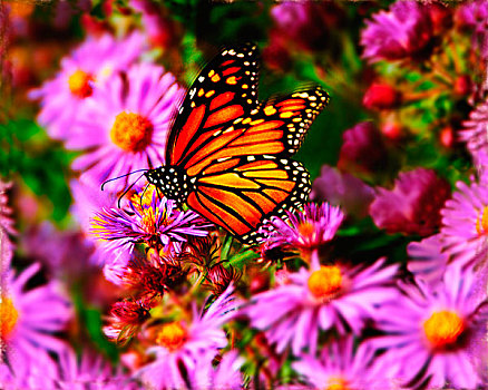 橙色,黑脉金斑蝶,坐,一个,许多,紫花