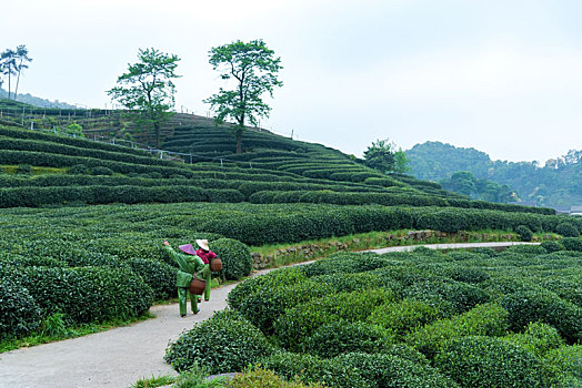 龙井茶茶山采茶女