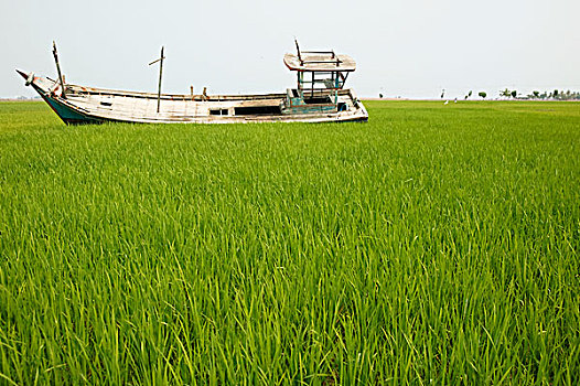 海滨,渔船,卧,困住,中间,稻田,挨着,印度洋,海啸,2004年,省,苏门答腊岛,印度尼西亚