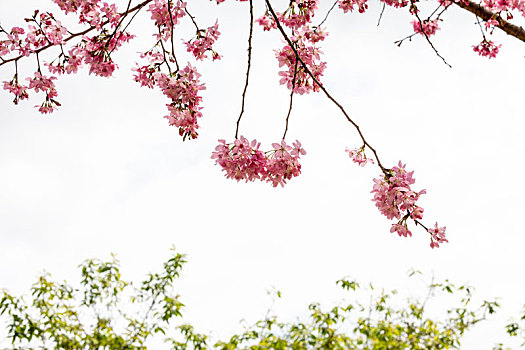 春暖花开樱花背景图