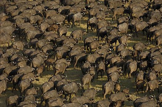 南非水牛,非洲水牛,牧群,移动,非洲