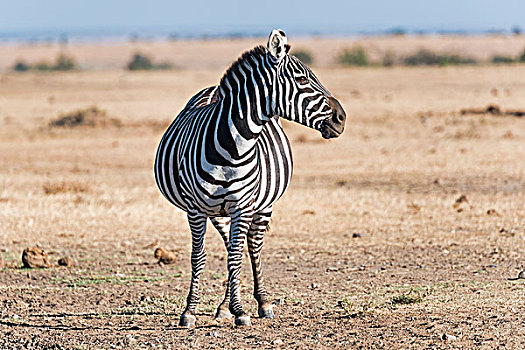 平原斑马,怀孕,母马,自然保护区,肯尼亚,东非,非洲