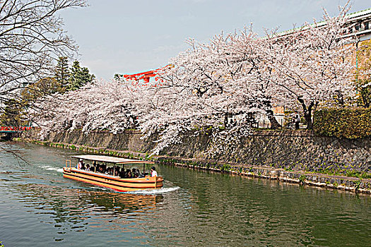 游船,河,樱花,河岸,京都,日本