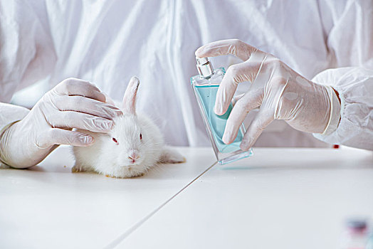 白色,兔子,科学,实验室,实验
