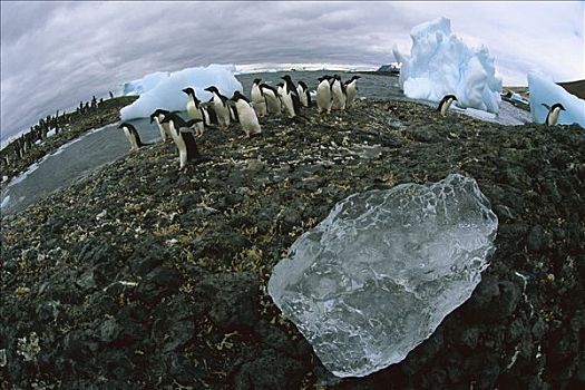 阿德利企鹅,布朗布拉夫,海滩,靠近,希望,湾,南极海峡,南极
