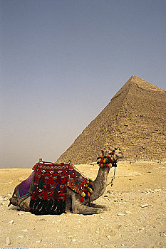 男人,骆驼,正面,金字塔