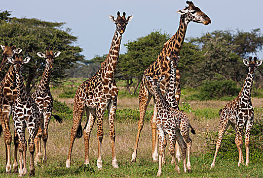 长颈鹿,塞伦盖蒂国家公园,坦桑尼亚