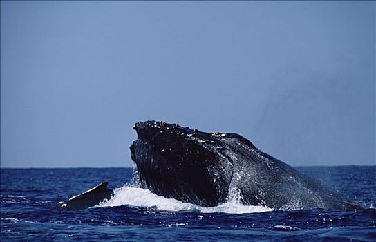 驼背鲸,大翅鲸属,鲸鱼,一对,进食