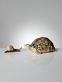 蜗牛,龟
