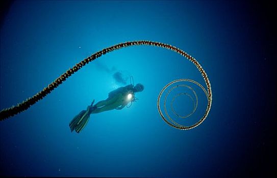 螺旋,潜水者,阿里环礁,马尔代夫,印度洋,水下