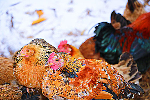 雪中的鸡,家禽,母鸡,公鸡,羽毛,动物