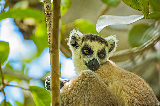 madagascar马达加斯加环尾狐猴子在树上