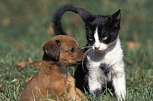 幼仔,小猫,站立,草