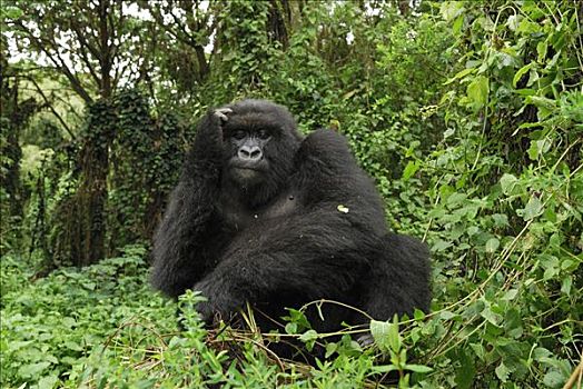 山地大猩猩,大猩猩,休息,火山国家公园,卢旺达