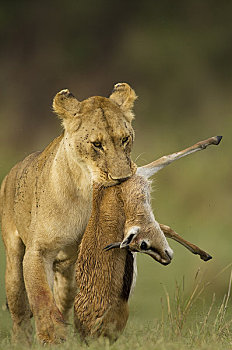 雌狮,畜体,马赛马拉,肯尼亚