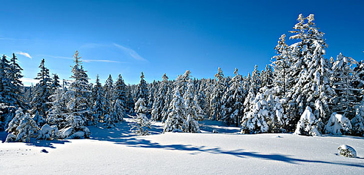 积雪,冬季风景,哈尔茨山,国家公园,靠近,下萨克森,德国,欧洲