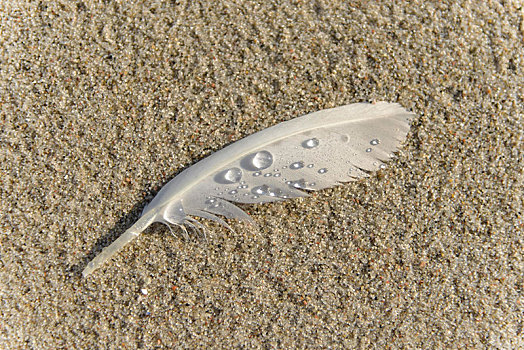 羽毛,水滴,躺着,海滩