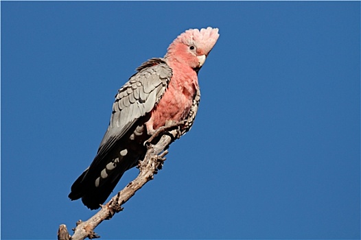美冠鹦鹉,澳大利亚