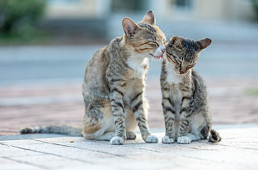 后院花园里玩耍的可爱猫眯