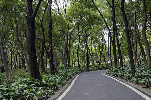 羊城广州夏天天河公园绿色树木林荫大道小路弯曲