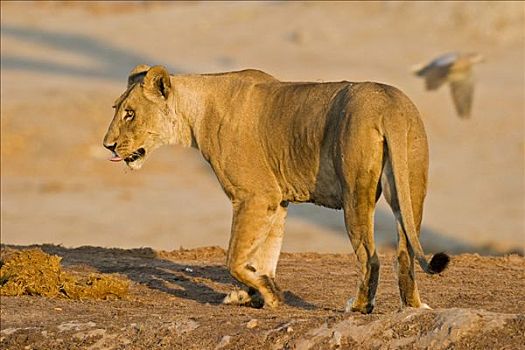 雌狮,狮子,萨维提,乔贝国家公园,博茨瓦纳,非洲