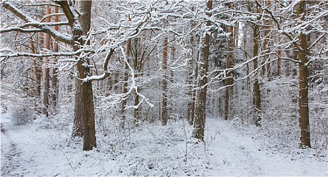 小路,树林,下雪