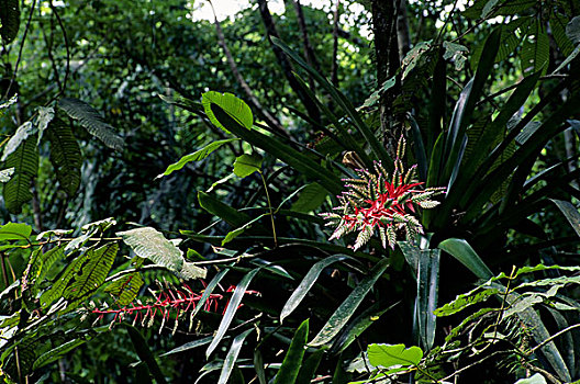 多巴哥岛,雨林,凤梨科植物