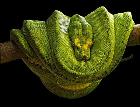 蟒蛇,翡翠树蚺