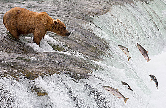 大灰熊,棕熊,捕鱼,红大马哈鱼,红鲑鱼,跳跃,向上,瀑布,溪流,卡特麦国家公园,阿拉斯加