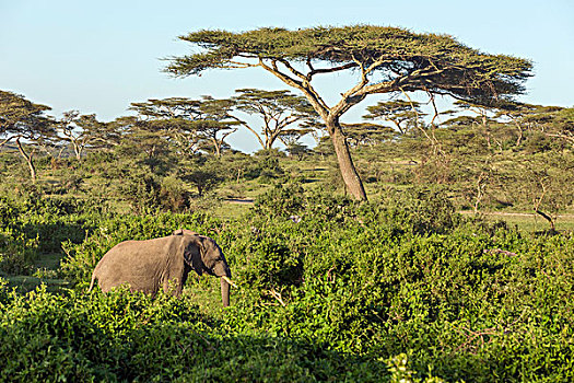 大象,走,丛林,绿色,灌木,金合欢树,风景,恩戈罗恩戈罗,保护区,坦桑尼亚