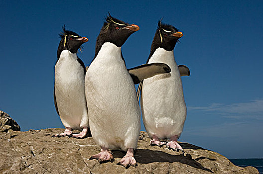凤冠企鹅,南跳岩企鹅,三个,鹅卵石,岛屿,福克兰群岛