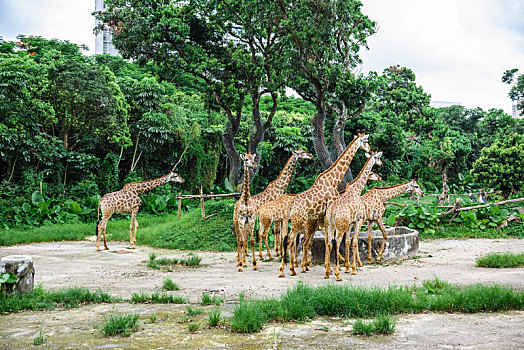 野生动物园里正在活动的长颈鹿
