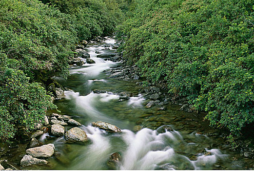 溪流,艾斯派林山国家公园,南岛,新西兰